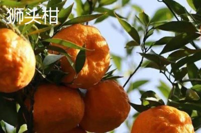 狮头柑和丑橘的区别,品种、别称和外观均不同