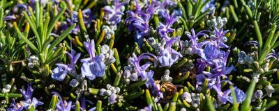 有哪些紫色花卉品种，桔梗、风信子、美女樱都很漂亮