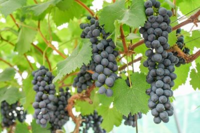 农村栽什么果树赚钱，推荐种植白猕猴桃、蓝莓等