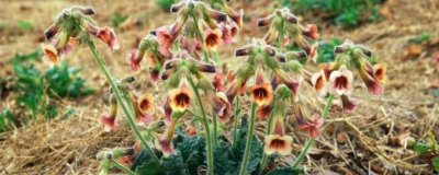 地黄的生长条件,越是荒山越是生长