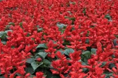 一串红怎么繁殖，可扦插繁殖也可播种繁殖