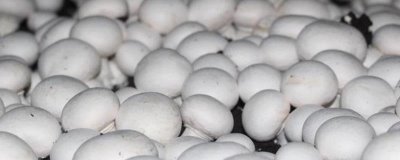 双孢菇的种植方法,在种植时必须要进行光照