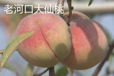 湖北老河口的特产,这8种都值得带走