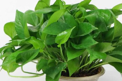 绿萝为什么不长藤，离不开适宜的光照、水分和肥料