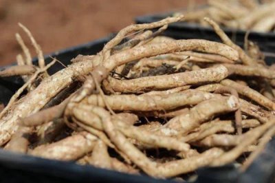 沙参的市场价格,一斤售价15元左右