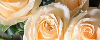 香槟玫瑰与黄玫瑰有什么区别,颜色、花语均不同