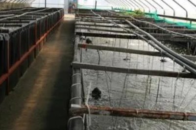 怎么养殖斑节对虾,天晴日暖时可在傍晚放苗