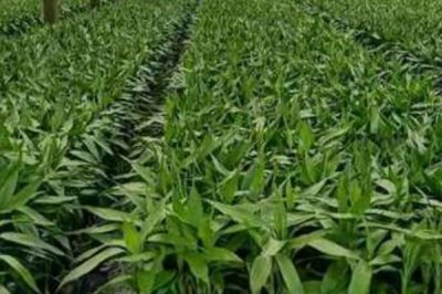 隔几天对富贵竹换一次水，未生根前每隔2-3天换水一次