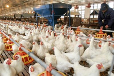 白羽肉鸡的生长周期,通常45天就可以出栏