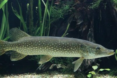 白斑狗鱼的养殖技术,要注意观察水温的变化及鱼的生长而适当加水