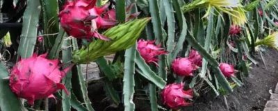 种植火龙果需要什么条件,要使用深厚、肥沃、疏松的土壤