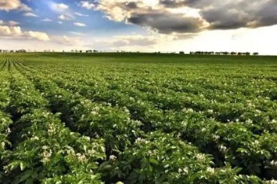 黄芪的管理方法,幼苗期至少要间苗2次