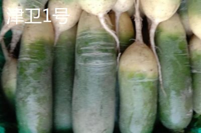 水果萝卜品种,吃起来口感更像是水果