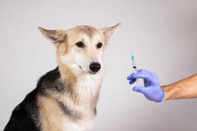 狗狗注射疫苗的注意事项,生病期间不能打疫苗