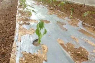 双色地膜的好处，可保墒保肥、减轻虫害等