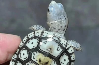 钻纹龟是什么龟，是北美洲唯一可以生活在含盐水域的龟类