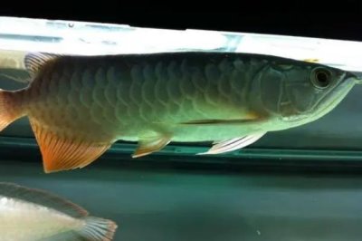 宝石金龙鱼好不好养,饲养难度不大