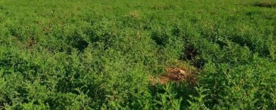 黄芪的管理方法,幼苗期至少要间苗2次