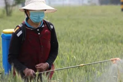 打什么药物可以让小麦高产，芸苔素内脂、磷酸二氢钾皆为适宜选择