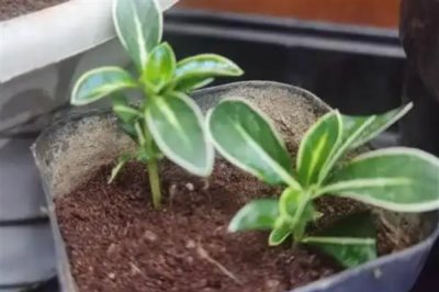 六月雪可以插活吗，是可以插活的