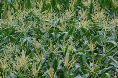 原玉91玉米品种的特性,中等肥力以上地块栽培