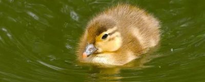 小野鸭子如何养活,苹果或小鱼干都可以喂食