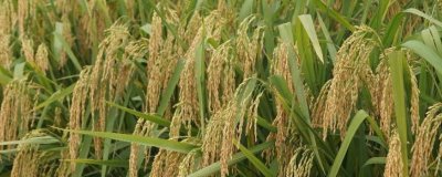 鄂丰优755水稻种子简介，籼型三系杂交水稻品种