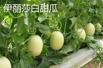 南方种甜瓜适合种什么品种,香妃、橙露、羊角蜜等品种皆可选择