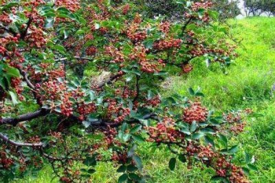 花椒种植市场是否已经饱和，调料需求基本已经达到顶峰