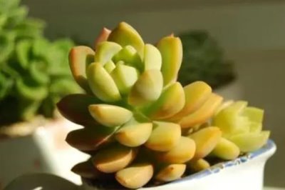 怎么把黄丽养成老桩，要充分晒光并做好浇水施肥工作