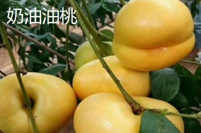 好吃的油桃品种,世纪之星果肉金黄、口感清脆甜美