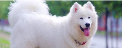 狗狗耳朵掉毛的原因，可能是犬藓或耳螨造成的