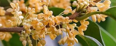 金桂和丹桂有什么区别,花色、叶片形态和花香均不同