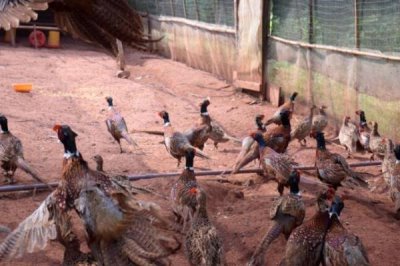 种植哪些蔬菜可以致富,青蒜、油麦菜、小白菜等品种均为适宜选择