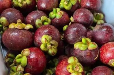 山竹的产地,主要集中在热带地区