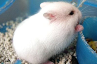 仓鼠可以放生吗,不建议将仓鼠放生