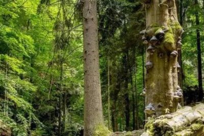 猪苓的价格,野生品种一斤售价50元左右