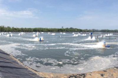 斑节对虾的产地,一般栖息于浅海海域