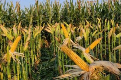 赛德7号玉米种子介绍,适宜播期4月下旬至5月上旬