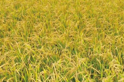 嘉农粳3号水稻种子特点，机插稻建议4月下旬播种