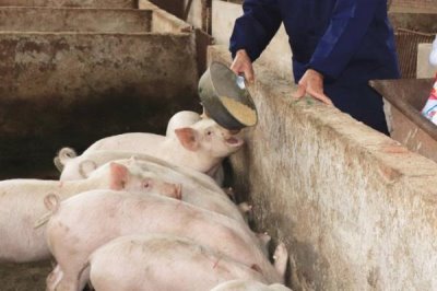 使用乳猪教槽料的原因,可缩短乳猪哺乳期、提高母猪的繁殖效率