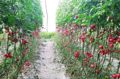 圣女果设施栽培技术，一月份就可栽培
