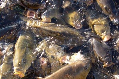 我国最贵的十大淡水鱼，前三分别为云南裂腹鱼、长江刀鱼、鳇鱼