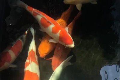 锦鲤睡觉的样子，通常会长时间停留在一个地方不动