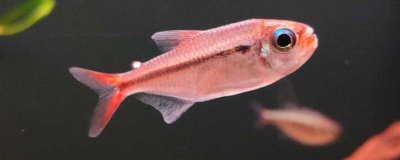 灯鱼简介，是一种热带观赏鱼