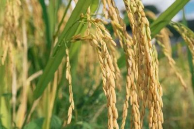 荃优1606产量和抗倒怎样，抗倒伏性较强且平均产量为660公斤/亩以上