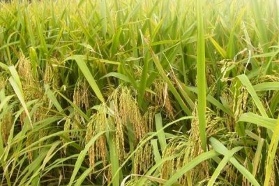 珍宝4水稻品种的特性，香稻品种