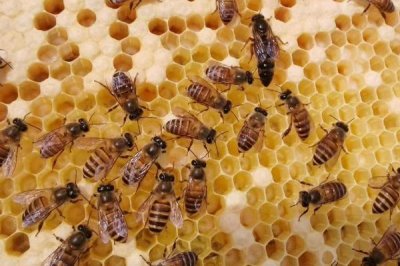 中蜂为什么容易飞逃,蜜源匮乏或病害严重都有可能