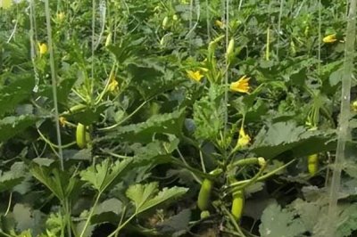 如何避免西葫芦落花落果,温度、光照都需要控制好