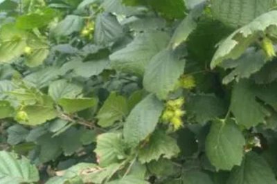 榛子相关介绍，植株为灌木或小乔木、具有较强的抗寒性